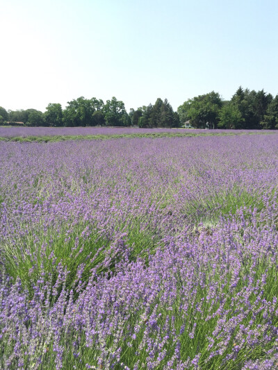 Lavender by the bay in Long Island