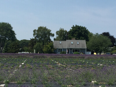 Lavender by the bay in Long Island