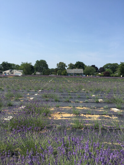 Lavender by the bay in Long Island