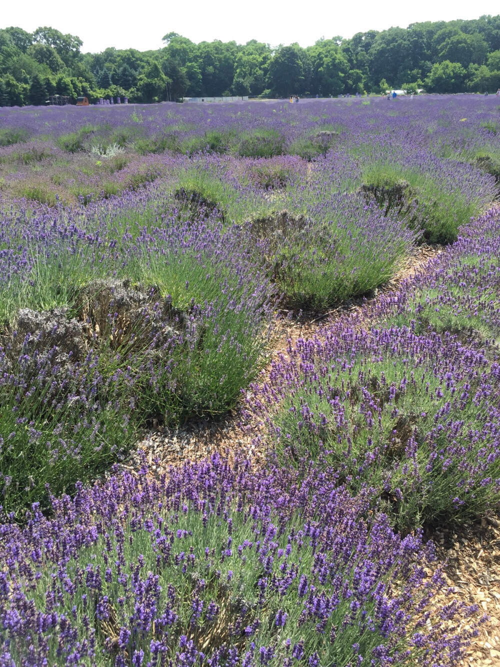 Lavender by the bay in Long Island