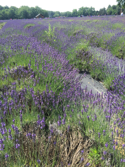 Lavender by the bay in Long Island