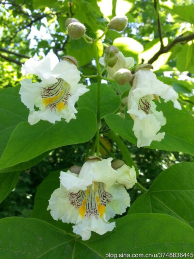 【石之若璞-花事-夏日觅花影】中文学名：梓~ 拉丁学名：Catalpa ovata~ 英文名：Catalpa~ 别 称：楸，花楸，水桐，河楸，臭梧桐，黄花楸，水桐楸，木角豆~ 管花目 Tubiflorae-茄亚目 Solanineae-紫葳科 Bignoniaceae…