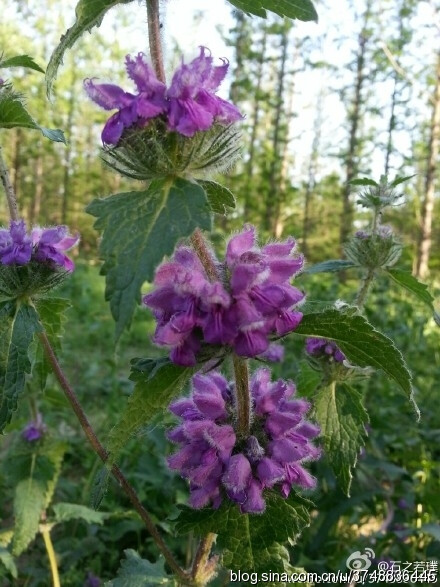 【石之若璞-花事-夏日觅花影】中文学名：块根糙苏~ 拉丁学名：Phlomis tuberosa L．~ 别 称：野山药、鲁各木日~ 管花目 Tubiflorae-马鞭草亚目 Verbenineae-唇形科 Labiatae-糙苏属 Phlomis-块根糙苏 Phlomis tuberosa~