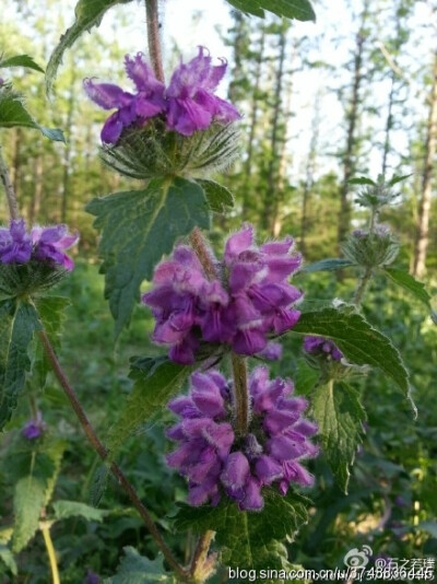 【石之若璞-花事-夏日觅花影】中文学名：块根糙苏~ 拉丁学名：Phlomis tuberosa L．~ 别 称：野山药、鲁各木日~ 管花目 Tubiflorae-马鞭草亚目 Verbenineae-唇形科 Labiatae-糙苏属 Phlomis-块根糙苏 Phlomis tub…