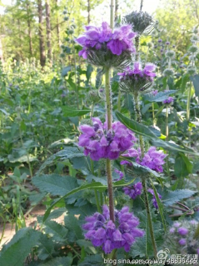 【石之若璞-花事-夏日觅花影】中文学名：块根糙苏~ 拉丁学名：Phlomis tuberosa L．~ 别 称：野山药、鲁各木日~ 管花目 Tubiflorae-马鞭草亚目 Verbenineae-唇形科 Labiatae-糙苏属 Phlomis-块根糙苏 Phlomis tub…