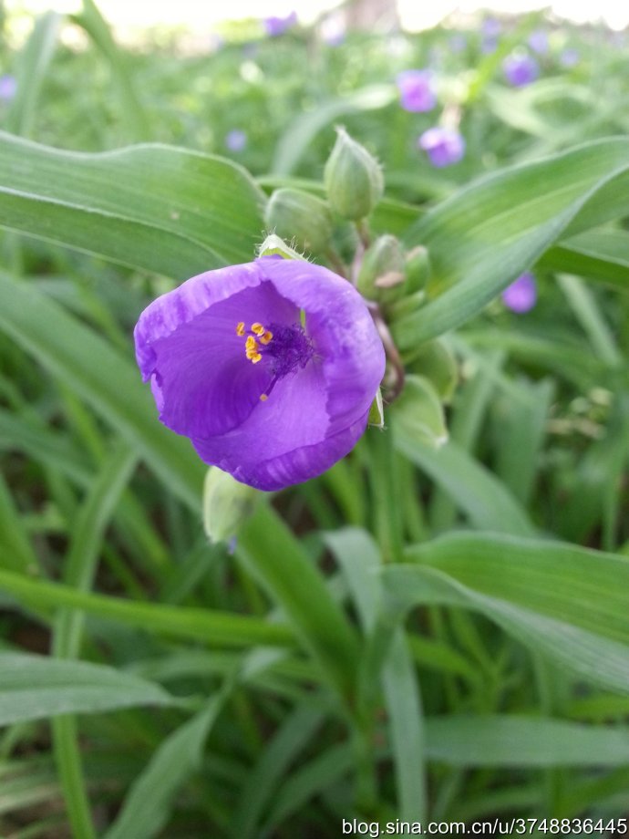 【石之若璞-花事-夏日觅花影】中文学名：紫露草~ 拉丁学名：Tradescantia reflexa~ 英文名：spiderwort~ 别 称：紫鸭趾草、紫叶草~ 鸭跖草科-鸭跖草属~