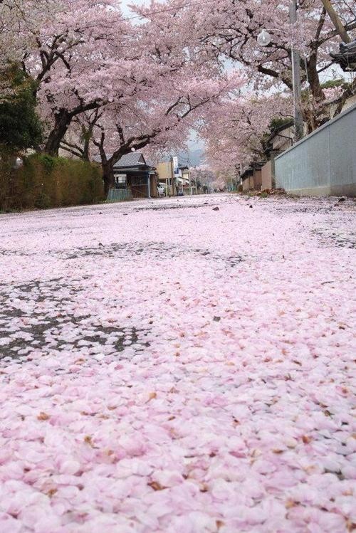 待落花时节，我陪你赏樱花如雪