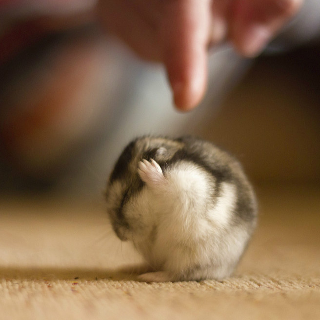 都说了人家不要减肥了~我不听我不听我就是不听