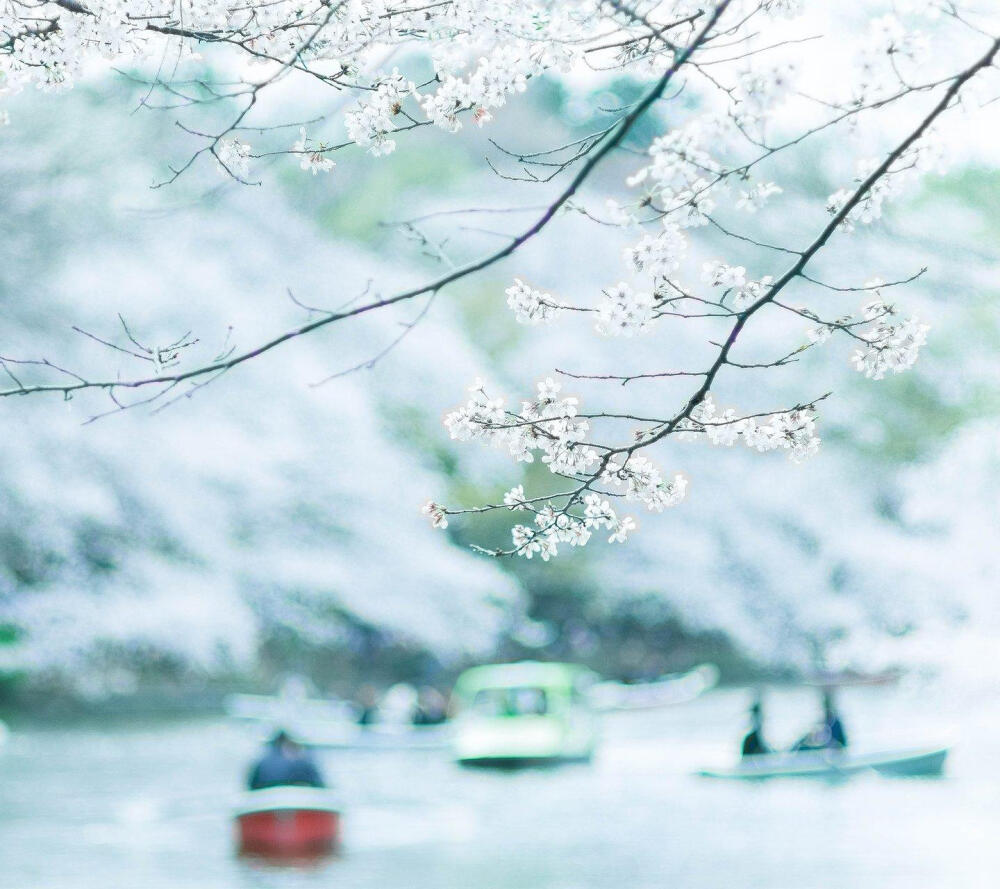 待落花时节，我陪你赏樱花如雪