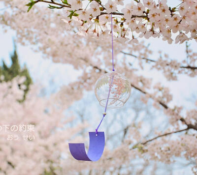 待落花时节，我陪你赏樱花如雪