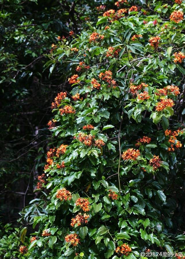 薯叶藤——别名:牛蹄麻,侯氏羊蹄甲.云实科羊蹄甲属.