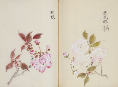 【阿木】樱花之美 古人绘制的精美樱花图谱，每种樱花的名字都极赋诗意。