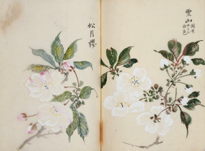 【阿木】樱花之美 古人绘制的精美樱花图谱，每种樱花的名字都极赋诗意。