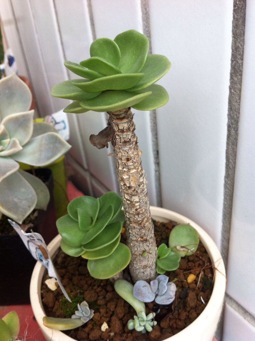 。多肉植物。15.7.16 金钱木右边也长小侧芽了，不过这货长速很慢