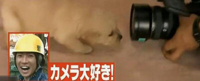 nino形容五子：aiba,追着镜头不放