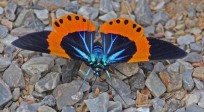 橙带蓝尺蛾 Milionia basalis…