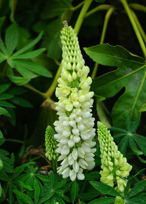 7.14生日花：白色羽扇豆（White Lupin） 花语：多才多艺（Highly Accomplished）有“天使般的老师”之称的圣波那温特之花。曾在德国举行的羽扇豆巡礼展：布料、浓汤、起司、酒、咖啡及肥皂、信纸等。诞生於这一天的人天赋异秉、多才多艺，唯独在感情上表现得极为笨拙，不过笨拙的模样反而惹人怜爱！