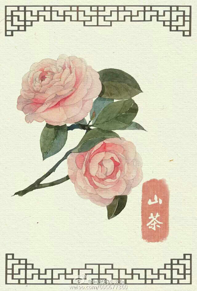手绘 山茶