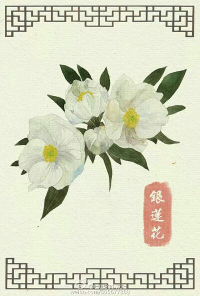 手绘 金银花