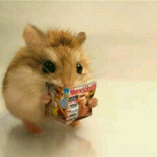 小仓鼠的日常，喜欢就关注我吧