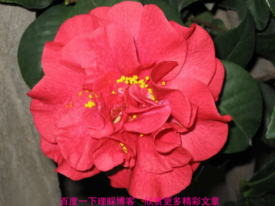 名称:红露珍 类型:山茶 介绍:枝硬，紧凑。花为红色，花瓣数轮排列，中部有雄蕊夹生于花瓣之间，花径9～12厘米。