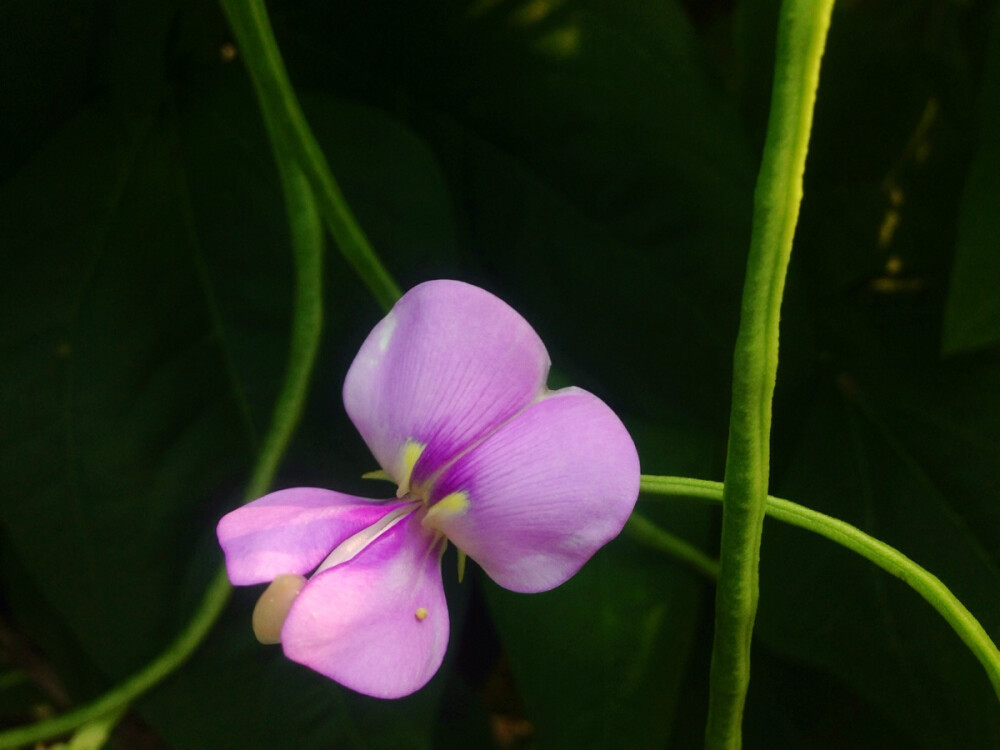 豆角花