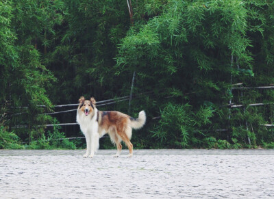 牧羊犬