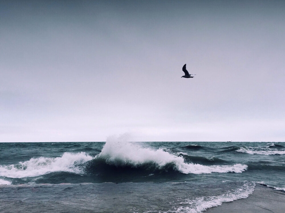 bird over waves