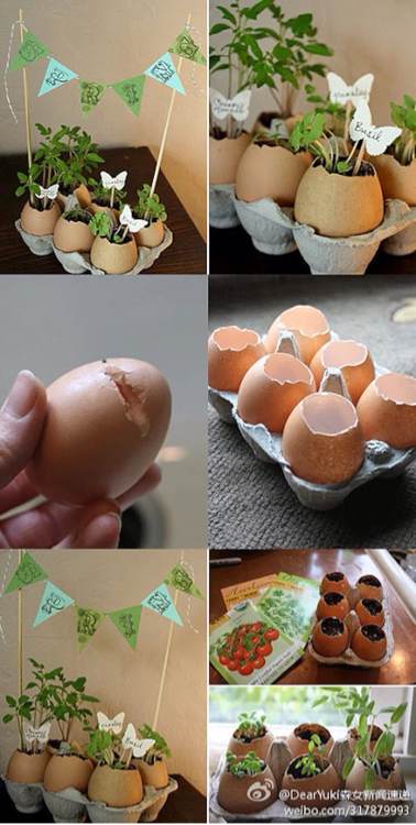 创意生活 废物利用 鸡蛋重包装【2】