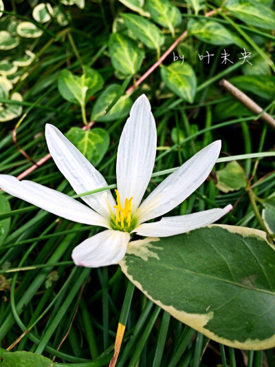 寻一抹街角的芬芳 — by 叶未央