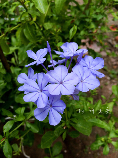 寻一抹街角的芬芳 — by 叶未央