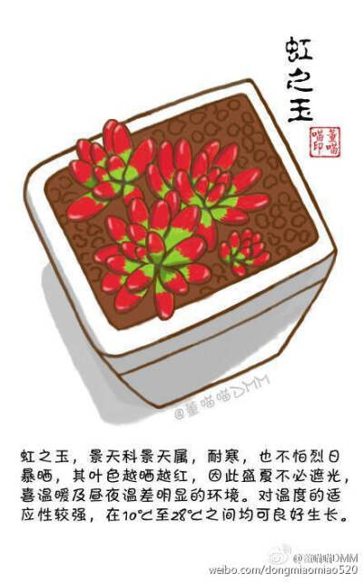 多肉植物绘