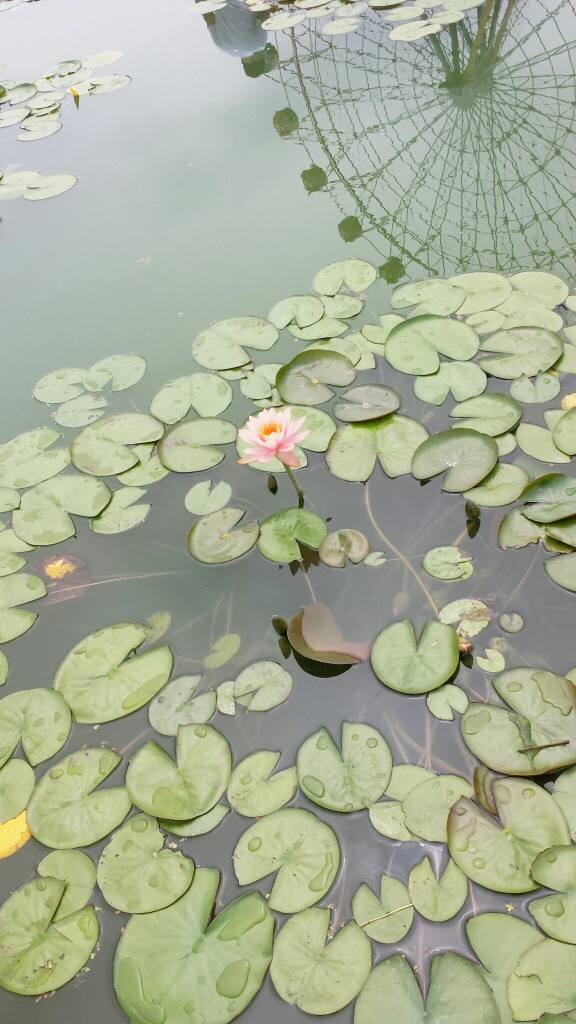 华北明珠 白洋淀 睡莲