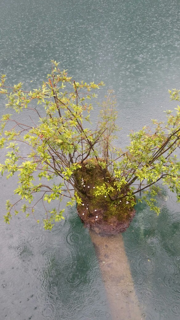 雨中水 水中木