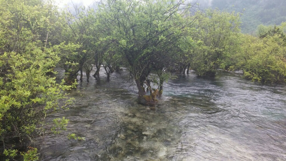 树在水中生，水在树中流