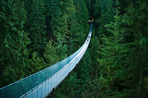 The Capilano suspension bridge in Vancouver （温哥华的卡皮拉诺悬索桥）