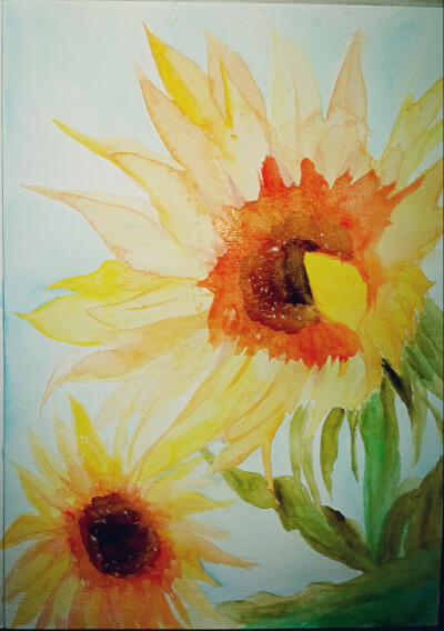 葵花 水彩