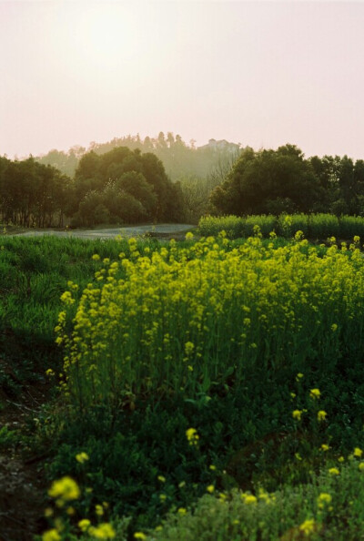 油菜花