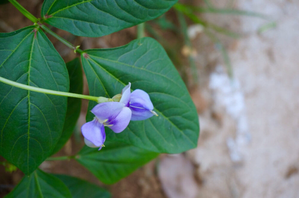 豆角开的花