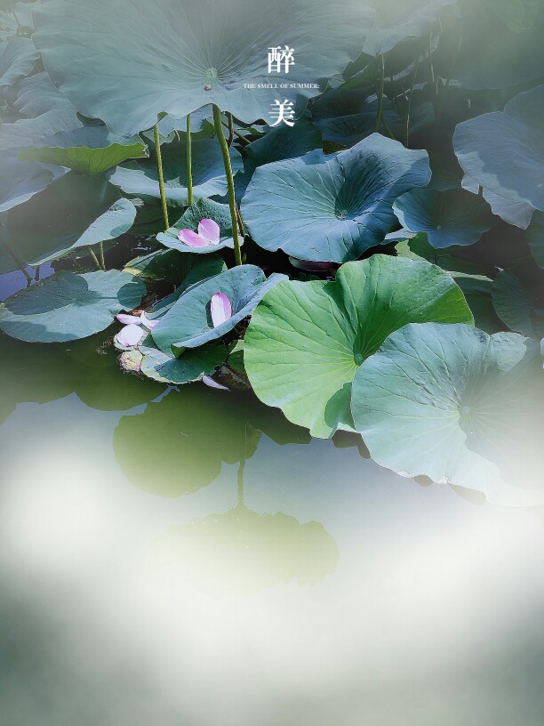 大明湖畔的夏雨荷