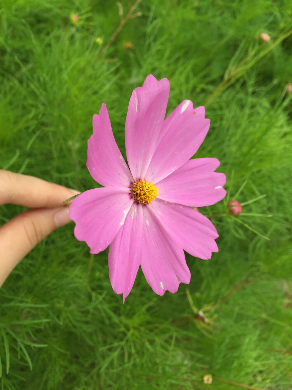 格桑花开