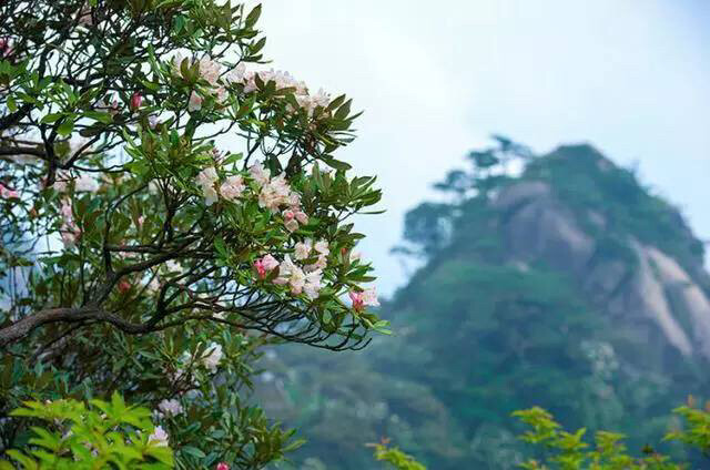 三清山正是漫山杜鹃花开的季节，我们来的正是时候。据说，在三清山上有十几种杜鹃花，分布在山涧峡谷，花开时，姹紫嫣红，点缀山间，煞是好看。