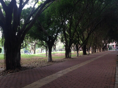 厦门大学的一条绿荫路，我坐在路边的石凳上。