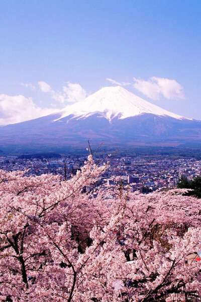 樱花 富士山