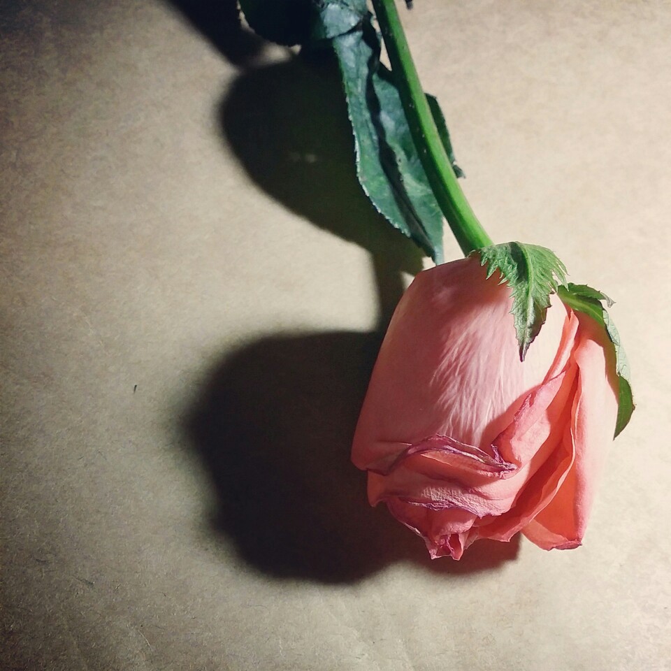 I got my first rose,not from you.