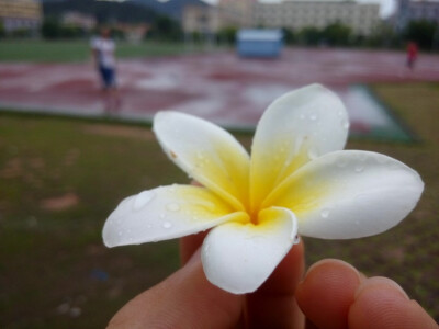 又是雨后，还有朋友 2015-06-14