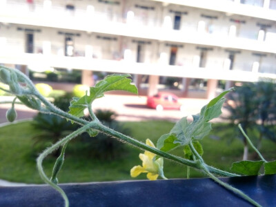 朋友在宿舍种的苦瓜 2015-06-18