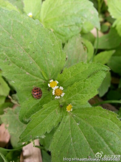 【石之若璞-花事-夏日觅花影】中文学名：牛膝菊~ 拉丁学名：Galinsoga parviflora Cav.~ 别 称：辣子草，向阳花，珍珠草，铜锤草~ 桔梗目 Campanulales-菊科 Compositae-牛膝菊属 Galinsoga-牛膝菊 Galinsoga parvif…