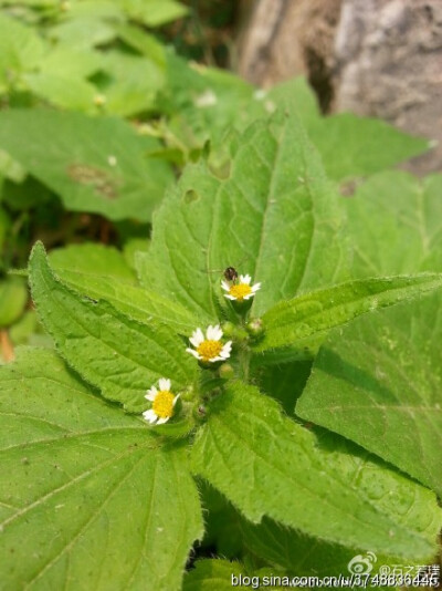 【石之若璞-花事-夏日觅花影】中文学名：牛膝菊~ 拉丁学名：Galinsoga parviflora Cav.~ 别 称：辣子草，向阳花，珍珠草，铜锤草~ 桔梗目 Campanulales-菊科 Compositae-牛膝菊属 Galinsoga-牛膝菊 Galinsoga parvif…