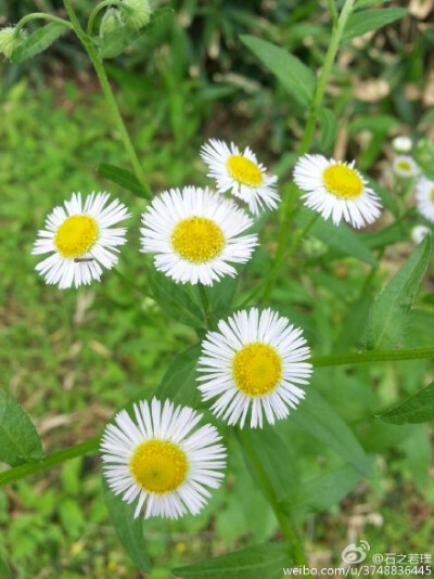 【石之若璞-花事-夏日觅花影】中文学名：一年蓬~ 拉丁学名：Erigeron annuus(L.) Pers.（Aster an-nuus L.）~ 别 称：千层塔、治疟草、野蒿~ 菊科 Compositae-飞蓬属 Erigeron-一年蓬 Erigeron annuus~